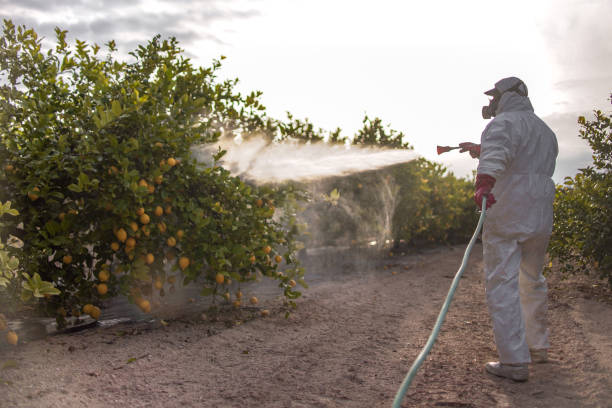 Best Insect Control  in The Woodlands, TX